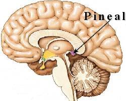 Pineal Gland Location.
